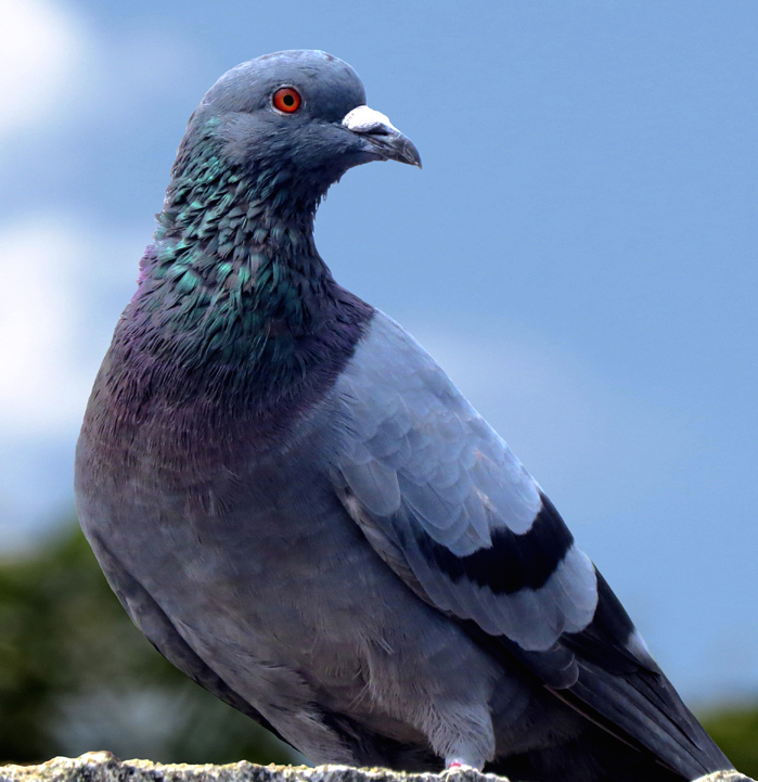 A pigeon, looking to the right.